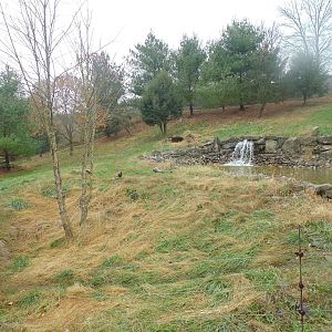 Mexican Gray Wolf Exhibit