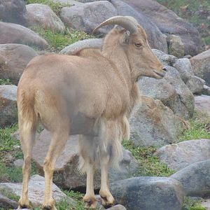 Aoudad