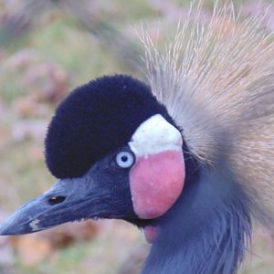 West African Crowned Crane Head Shot