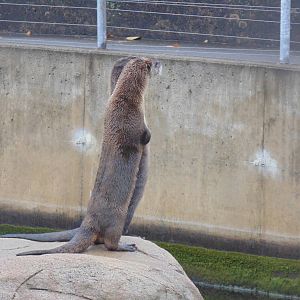 Standing River Otter