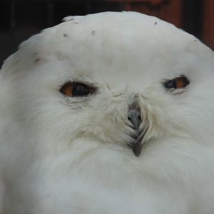 Snowy Owl