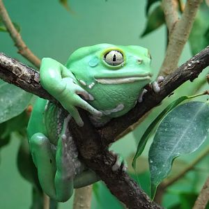 Phyllomedusa sauvagei