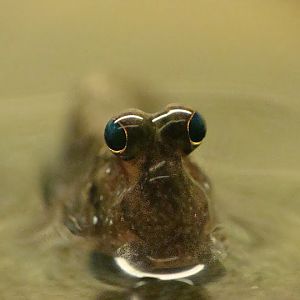 Periophthalmus novemradiatus