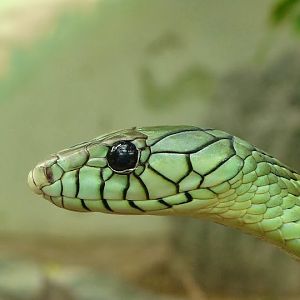 Dendroaspis polylepis