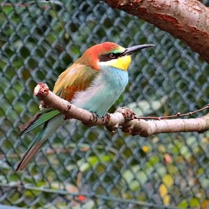Merops apiaster