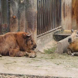 takin (Budorcus taxicolor)