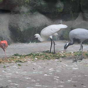 hybrid ibis x spoonbills
