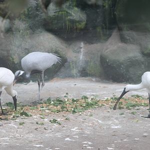 hybrid ibis x spoonbills