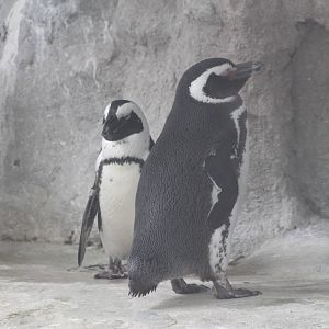 penguins