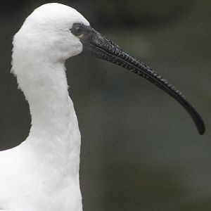 hybrid ibis x spoonbill