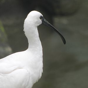 hybrid ibis x spoonbill