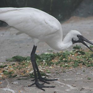 hybrid ibis x spoonbill