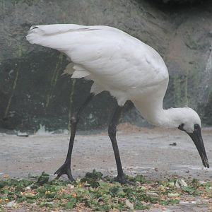 hybrid ibis x spoonbill