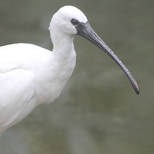 hybrid ibis x spoonbill