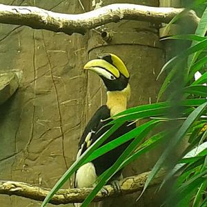 Great Indian Hornbill