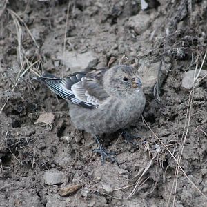 plain mountain finch (Leucosticte nemoricola)