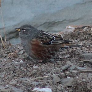alpine accentor (Prunella collaris)