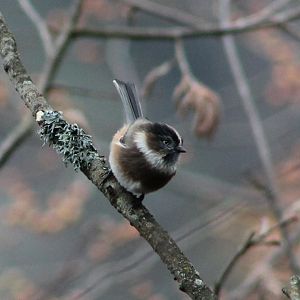 sooty tit (Aegithalos fuliginosus)