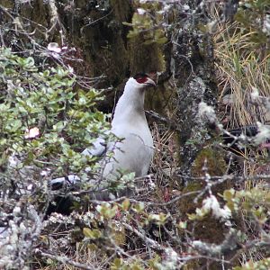 white eared pheasant (Crossoptilon crossoptilon)