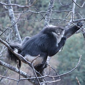 Yunnan snub-nosed monkey (Rhinopithecus bieti)
