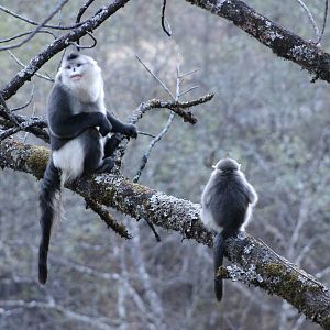 Yunnan snub-nosed monkeys (Rhinopithecus bieti)