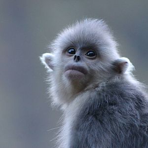 Yunnan snub-nosed monkey (Rhinopithecus bieti)