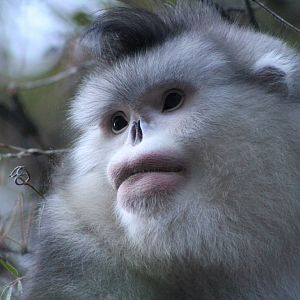 Yunnan snub-nosed monkey (Rhinopithecus bieti)
