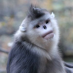 Yunnan snub-nosed monkey (Rhinopithecus bieiti)