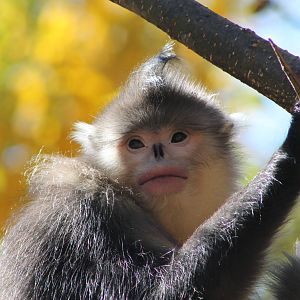 Yunnan snub-nosed monkey (Rhinopithecus bieiti)