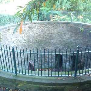 Shefield bear pit