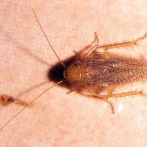 Lesser Cockroach (Capraiellus panzeri)