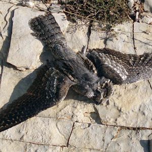 Eurasian Nightjar (Caprimulgus europaeus) (roadkilled)
