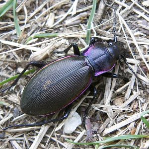 Violet Ground Beetle (Carabus violaceus)