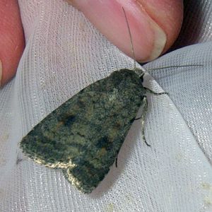 Mottled Rustic (Caradrina morpheus)