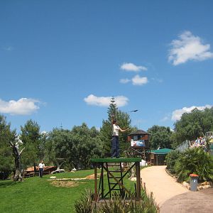 Zoomarine - Falconary show