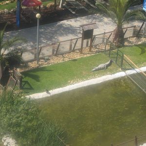 Zoomarine - Alligator exhibit