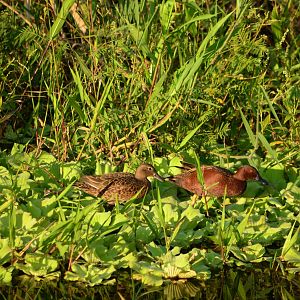 Wild Anas cynoptera tropicus, Critically endangered