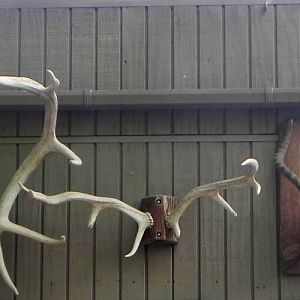 Horn and Antler display