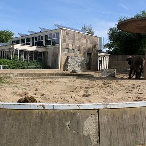 Magdeburg Zoo - Pachyderm House (Elephant)