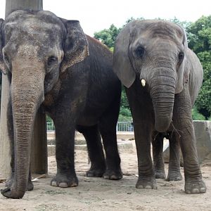 Magdeburg Zoo - Pachyderm House (Elephants)