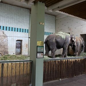 Magdeburg Zoo - Pachyderm House (Elephant)