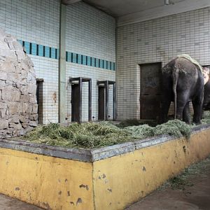 Magdeburg Zoo - Pachyderm House (Elephant)