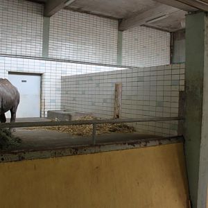 Magdeburg Zoo - Pachyderm House (Rhino)