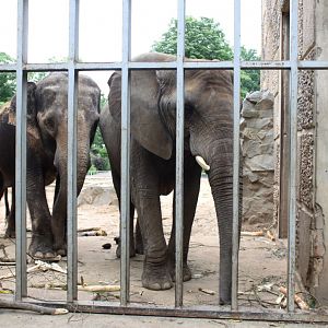 Magdeburg Zoo - Pachyderm House (Elephants)