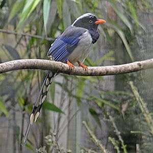 Red billed blue pie