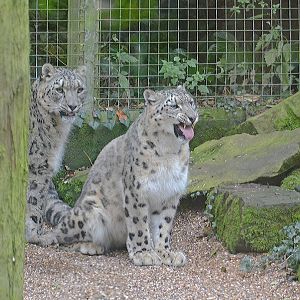 Pair of snow leopards