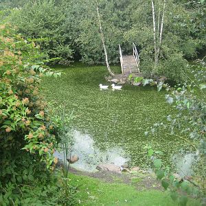 Hobro Mini Zoo - Waterfowl exhibit