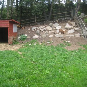 Hobro Mini Zoo - Goat exhibit