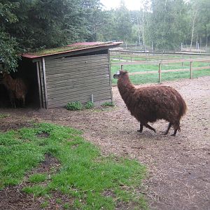 Hobro Mini Zoo - Alpaca exhibit