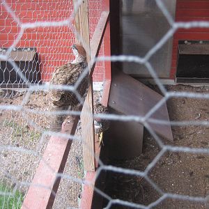 Hobro Mini Zoo - Coqui francolin